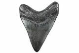 Fossil Megalodon Tooth - South Carolina #362574-1
